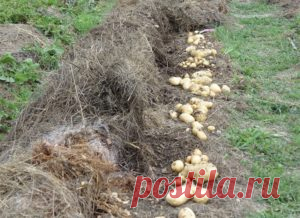Картофель под соломой Валерии Зашитиной | Тут еда и лучшие рецепты