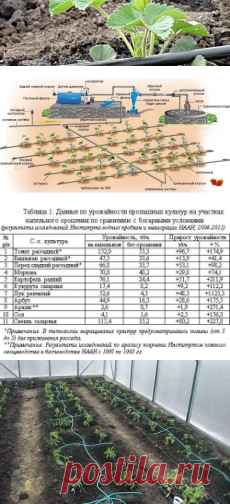 Расход воды при капельном поливе теплицы