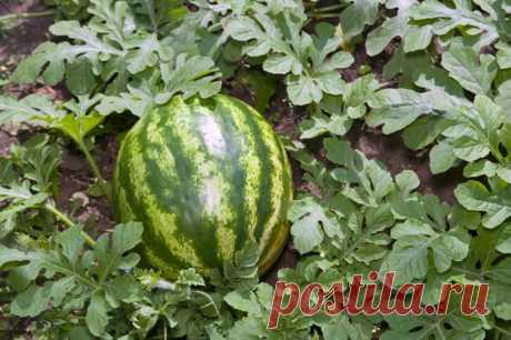 Как вырастить арбузы и дыни &amp;#8212; 6 соток