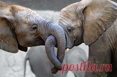 Funny-Elephant-Graphics-70.jpg (700×464)