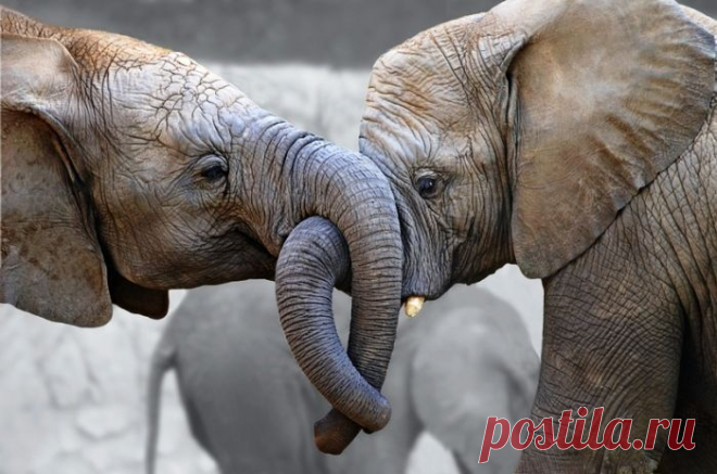 Funny-Elephant-Graphics-70.jpg (700×464)