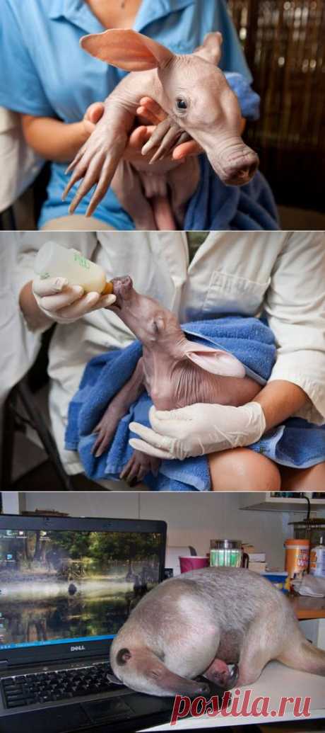 Муравьед, похожий на поросенка!))).