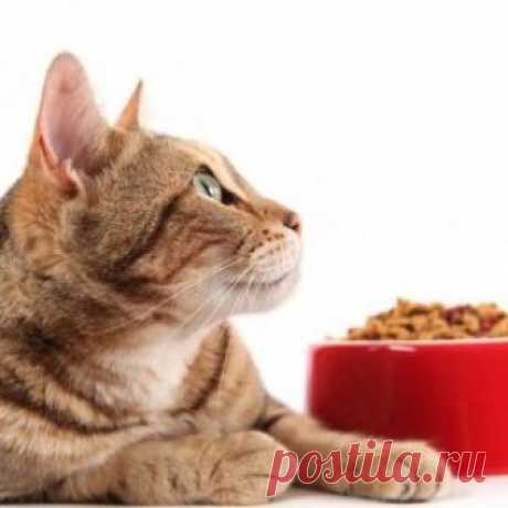 Рейтинг сухих и влажных кормов для кошек