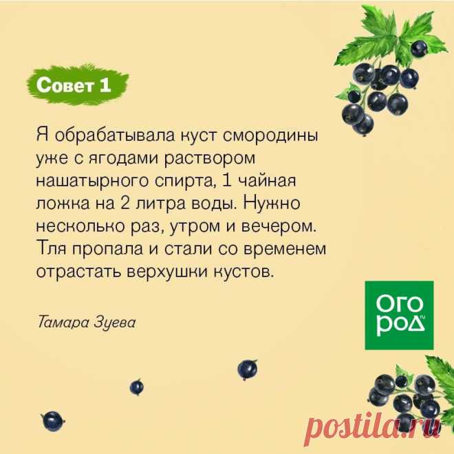 действенные способы борьбы с тлей. Советы бывалых