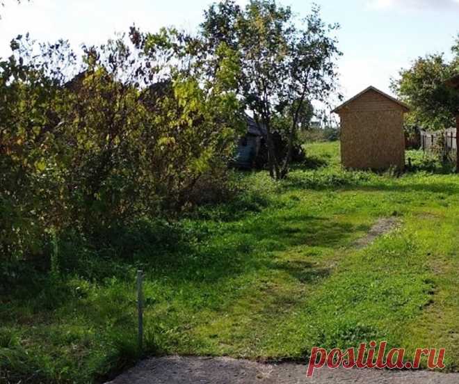 #1097. Чаплино. Участок 15 соток (:110) на берегу Жабни.