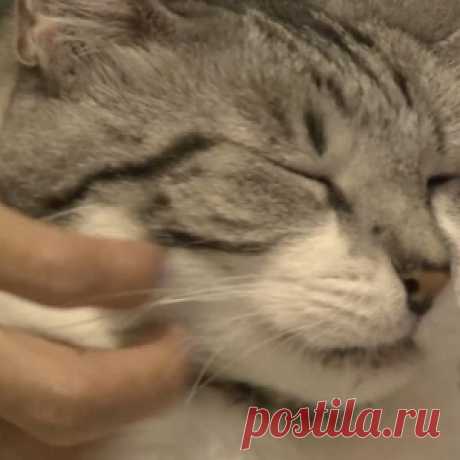 А вы тоже пускаете кота в свою кровать? Тогда вам стоит прочитать это - МирТесен