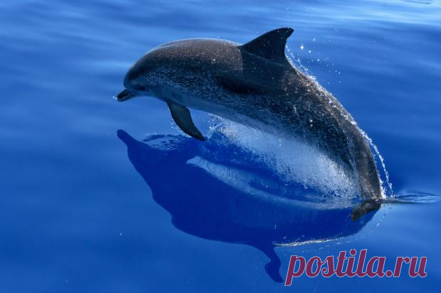 В Китае спасли выброшенного на берег дельфина: поведение животного удивило экспертов