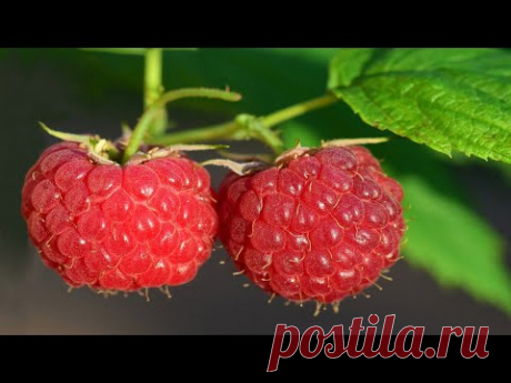 Посадка не ремонтантной малины весной