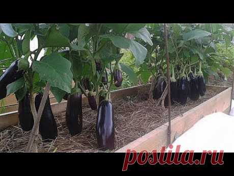 ▶ Выращивание баклажанов и перцев - YouTube