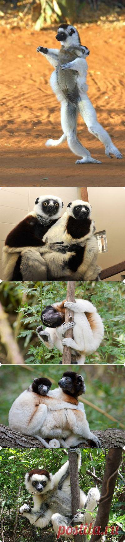 (+1) тема - Забавные сифаки | НАУКА И ЖИЗНЬ