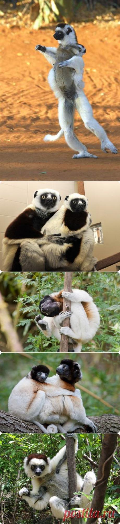 (+1) тема - Забавные сифаки | НАУКА И ЖИЗНЬ