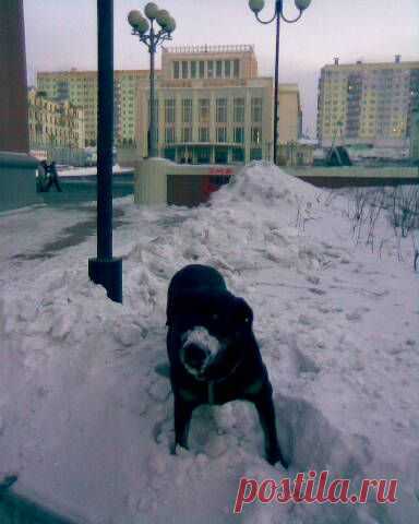 ...снег......сугробы ...счастьЕ.....