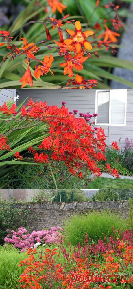 Крокосмия (монтбреция): посадка, выращивание и размножение, сорта