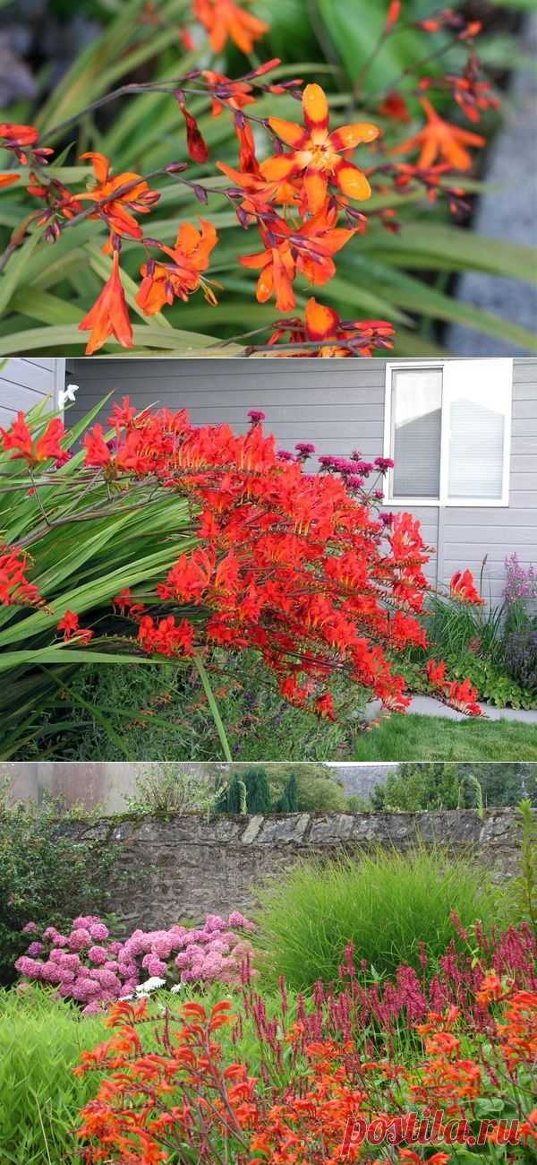 Крокосмия (монтбреция): посадка, выращивание и размножение, сорта