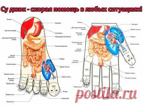Су джок - скорая помощь в любых ситуациях!

Наряду с традиционной медициной в мире широко используются методы нетрадиционного лечения, среди которых важное место занимает су джок терапия (акупунктура). Преимуществами данной методики являются её эффективность, доступность и безопасность. Су джок терапия способна избавить человека от любых заболеваний. Единственная причина, по которой лечебная методика может оказаться недейственной – это её неправильное применение. 
Методы с...