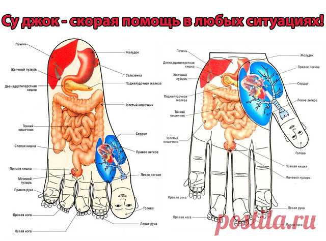 Су джок - скорая помощь в любых ситуациях!

Наряду с традиционной медициной в мире широко используются методы нетрадиционного лечения, среди которых важное место занимает су джок терапия (акупунктура). Преимуществами данной методики являются её эффективность, доступность и безопасность. Су джок терапия способна избавить человека от любых заболеваний. Единственная причина, по которой лечебная методика может оказаться недейственной – это её неправильное применение. 
Методы с...