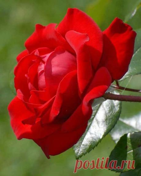 (24) Pinterest