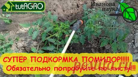 СУПЕРПОДКОРМКА ТОМАТА и ОГУРЦА ПО ЛИСТУ! Тысячи огородников уже пользуются этим рецептом подкормки! | Иван Русских | Дзен