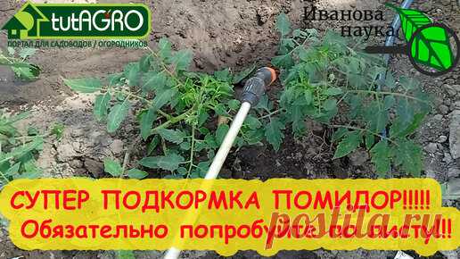 СУПЕРПОДКОРМКА ТОМАТА и ОГУРЦА ПО ЛИСТУ! Тысячи огородников уже пользуются этим рецептом подкормки! | Иван Русских | Дзен