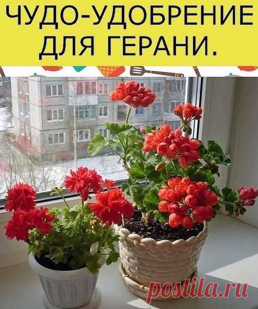 1. Отстоянная вода
2. перекись водорода
3. йод. Смешать 1 мл перекиси с 1 литром воды. Добавить 0,6 мл йода. Все хорошенько перемешать.
Перед поливом герани убедитесь, что земля абсолютно сухая. Поливать герань.Пусть ваше растение цветет пышно.
© Женский журнал о здоровье и красоте™ подпишись, поделись с нами интересно.