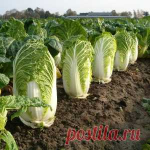 Выращивание пекинской капусты - поделюсь многолетним опытом