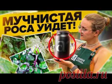 МУЧНИСТАЯ РОСА на ОГУРЦАХ, СМОРОДИНЕ, РОЗАХ, КРЫЖОВНИКЕ... ЧЕМ ЛЕЧИТЬ?