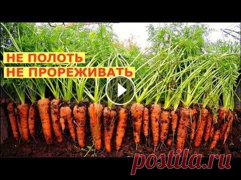 Вырастить МОРКОВЬ как дважды два! Выращивание моркови от семян до урожая. Наш способ. Помощь каналу, карта Сбербанка - 4276 3800 7513 3459 На канале: Наталья Сморчкова и другие авторы ...