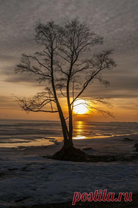 Misaki S  Tree &amp; Path