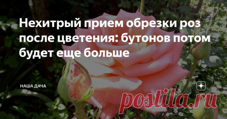 Нехитрый прием обрезки роз после цветения: бутонов потом будет еще больше Селекция – селекцией, но ухода за розочками никто не отменяет: «дамы» они капризные, и требуют внимания садовода на протяжении всего лета. Есть один элементарный прием ухода за розами, который позволяет продлить цветение ваших красавиц, стимулируя на образование все новых и новых соцветий. Кусты будут просто усыпаны яркими и красивыми цветами!