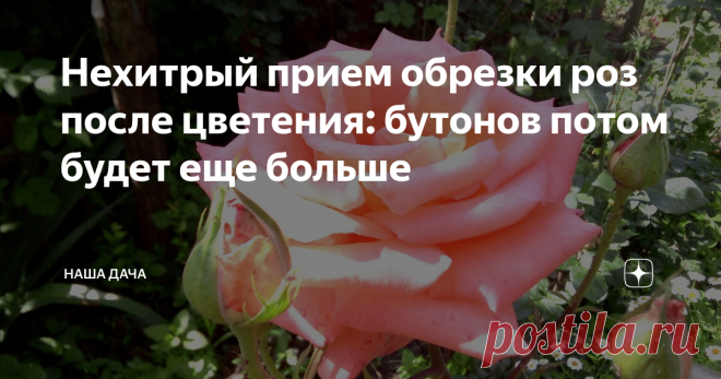 Нехитрый прием обрезки роз после цветения: бутонов потом будет еще больше Селекция – селекцией, но ухода за розочками никто не отменяет: «дамы» они капризные, и требуют внимания садовода на протяжении всего лета. Есть один элементарный прием ухода за розами, который позволяет продлить цветение ваших красавиц, стимулируя на образование все новых и новых соцветий. Кусты будут просто усыпаны яркими и красивыми цветами!