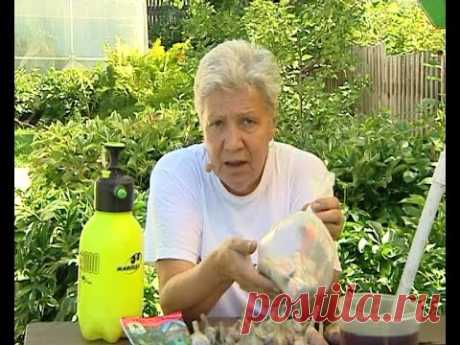 Советы тети Тани. Чеснок под зиму