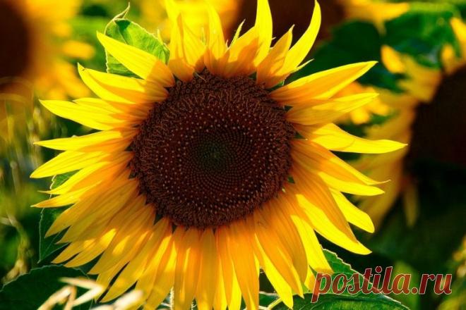 Разгадана тайна, волновавшая Чарльза Дарвина Разгадана тайна, волновавшая Чарльза Дарвина Фото из открытых источниковУченые из США и Израиля раскрыли давнюю загадку, которая волновала самого Чарльза Дарвина. Они выяснили, почему растения совершают хаотические движения, называемые «циркулярные нутации». Эти движения помогают стеблям...