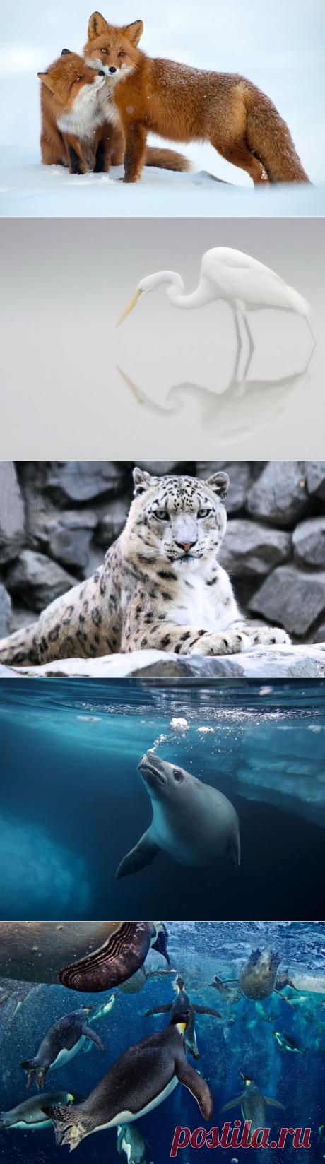 Лучшие фото National Geographic за февраль