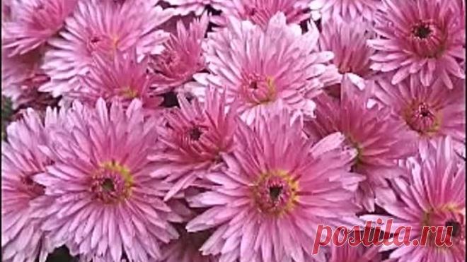 В. Маркин - А Ты опять, сегодня не пришла...