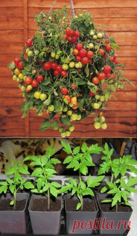 Помидоры на балконе: балконного чуда - комнатных растений