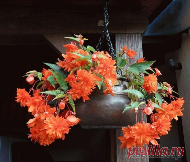 Фото и названия комнатных вьющихся растений