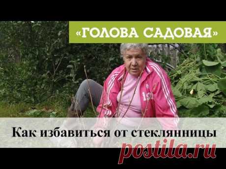 Голова садовая - Как избавиться от стеклянницы