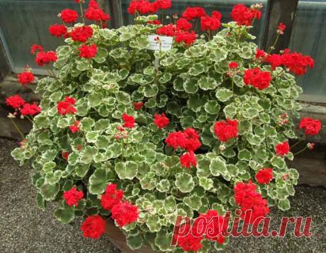 Пеларгония из семян: выращивание в домашних условиях, фото.
