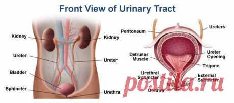 How to Treat Urinary Tract Infection (UTI) Naturally