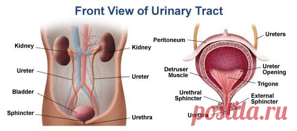 How to Treat Urinary Tract Infection (UTI) Naturally