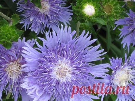 Милый многолетник для сада - стокезия | Простые радости жизни | Дзен