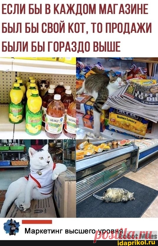 ЕСЛИ БЫ В КАЖДОМ МАГАЗИНЕ БЫЛ БЫ СВОЙ КОТ, ТО ПРОДАЖИ БЫЛИ БЫ ГОРАЗДО ВЫШЕ Маркетинг высшего МИез - ) / АйДаПрикол .)