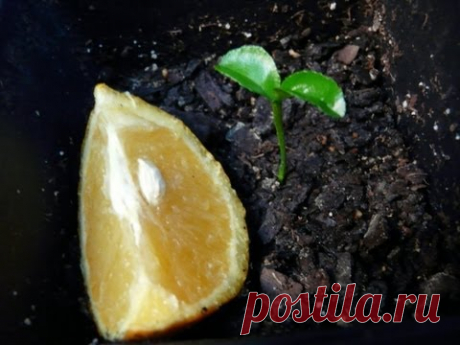 How To Grow Orange Trees From Seed - The EASY Way!!!!