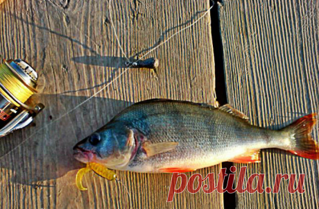 Ловля окуня на отводной поводок