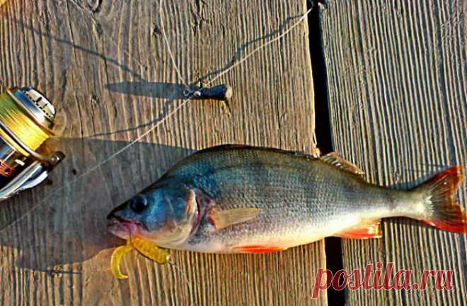 Ловля окуня на отводной поводок