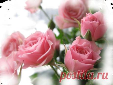 .Розы...