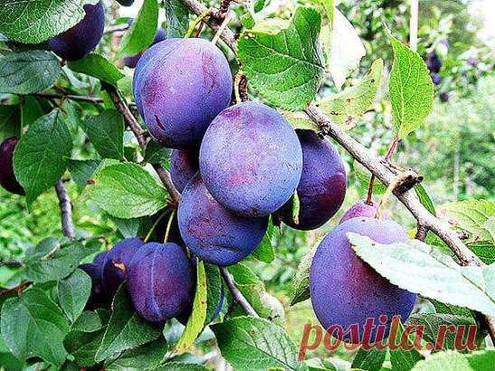 Все способы размножения сливы!
Если на соседнем участке растет слива и вам она понравилась,то ее можно вырастить самим, потому что слива хорошо размножается.
Надо узнать у вашего соседа, слива у него корнеспособная или привитая. Если привитая, попросите веточку, а если корнеспособная ,попросите отпрыски, через два года у вас будет на участке точно такая же слива.
Самый легкий способ размножения сливы, это если она корнеспособная. Сливу можно размножать тремя способами: зелеными черенками, корн