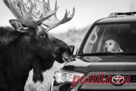 Изумительные фотографии дикой природы с конкурса LUMIX People’s Choice Award