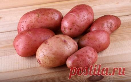 4 худших сорта картофеля. Не советую тратить на них лишнее время | Люблю свою дачу | Яндекс Дзен