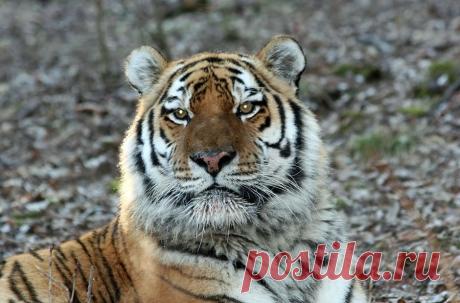 ПРОГРАММА «АМУРСКИЙ ТИГР»